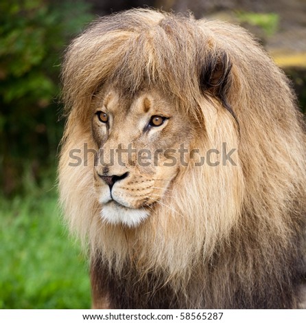 Male African Lion. A photograph depicts a  male African lion.