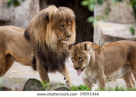 African Lion and Lioness.  A photograph depicts a playful African Lion and Lioness.