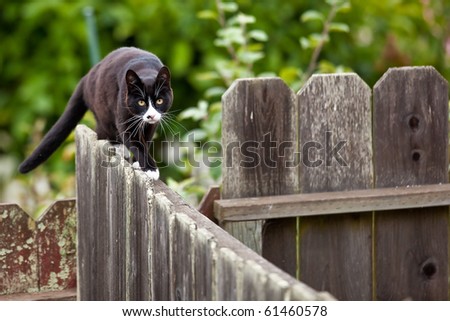Cat is walking on a fence. Neighbors? cat is staring at photographer.