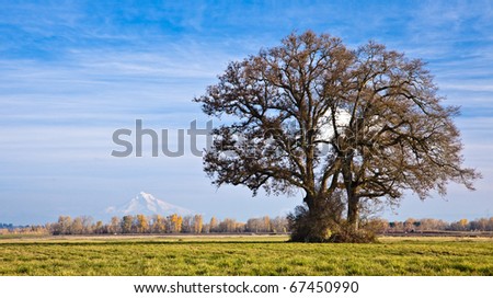 Tree in plowed field with Mt. Hood in the background viewed from Sauvie Island, Oregon, Oregon, U.S.A.
