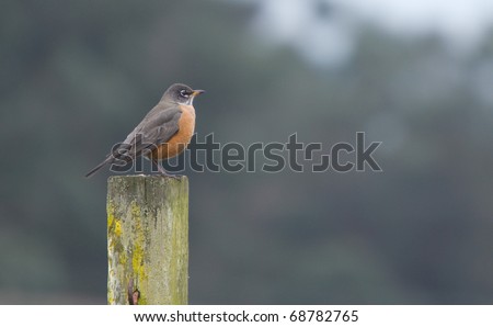 The American Robin or North American Robin (Turdus migratorius) is a migratory songbird of the thrush family.