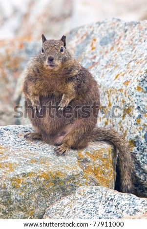 Overfed Fat Squirrel.  Squirrels belong to a large family of small or medium-sized rodents called the Sciuridae.