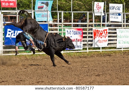 WILLITS, CA - JULY 4: Another rodeo bull rider makes unsuccessful ride at the Willits Frontier Days, California\'s oldest continuous rodeo, held July 4, 2011 in Willits, CA.