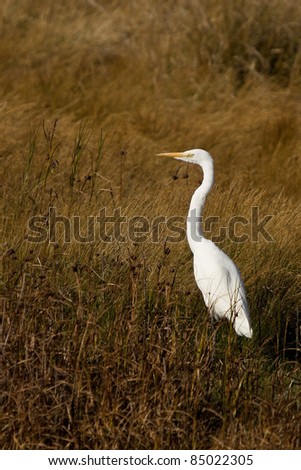 The Great Egret (Ardea alba), also known as the Great White Egret or Common Egret