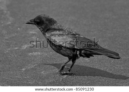 Black and white image of a Common Raven (Corvus corax) walking on a beach against dark blurred background