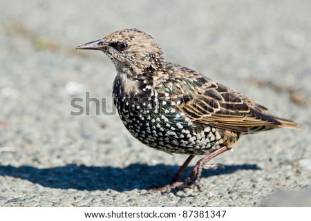 Common Starling (Sturnus vulgaris), also known as the European Starling or just Starling, is a passerine bird in the family Sturnidae.
