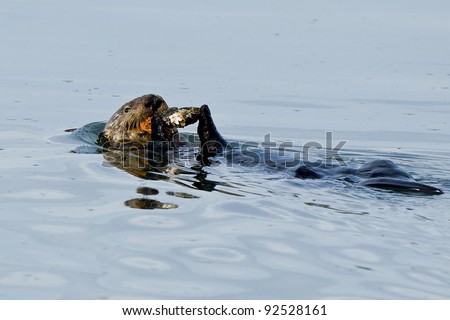 Sea otter (Enhydra lutris).  The sea otter (Enhydra lutris) is a marine mammal native to the coasts of the northern and eastern North Pacific Ocean.