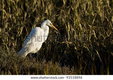 Great Egret. The Great Egret (Ardea alba), also known as the Great White Egret or Common Egret.