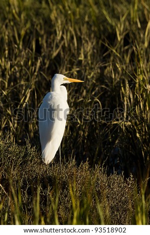 Great Egret. The Great Egret (Ardea alba), also known as the Great White Egret or Common Egret.