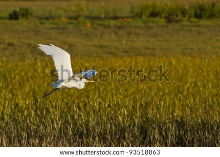 Great Egret in flight. The Great Egret (Ardea alba), also known as the Great White Egret or Common Egret.