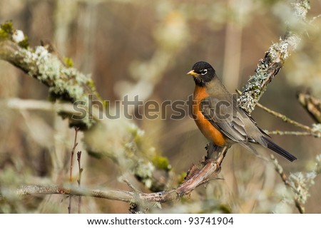 American Robin (Turdus migratorius).  The American Robin or North American Robin perched on a tree.