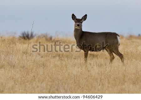 Mule deer (Odocoileus hemionus).  The mule deer is a deer indigenous to western North America, named for its large mule-like ears.
