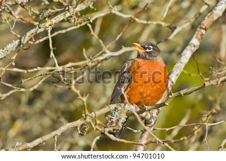 American Robin (Turdus migratorius).  The American Robin or North American Robin perched on a tree.