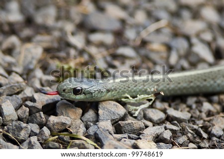 Common garter snake moving across gravel path.