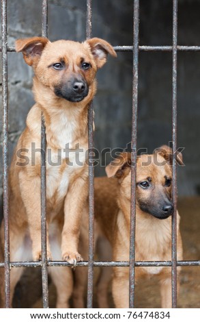 Two puppy locked in the cage