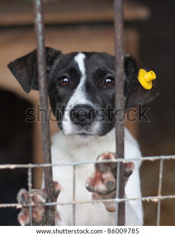 Puppy with label on the ear locked in the cage