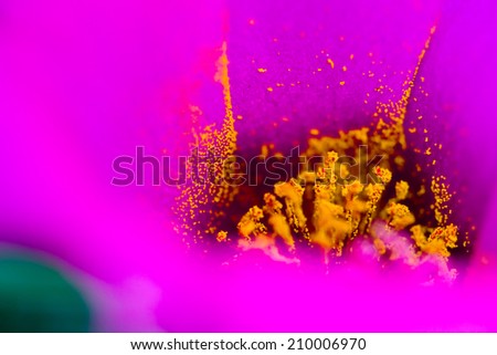 Macro shot of the pollen grains inside a flower