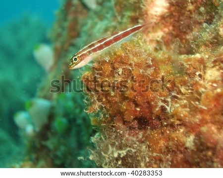 This Neon triplefin (Helcogramma striata) was photographed while diving at  Pulau Aur, Malaysia.