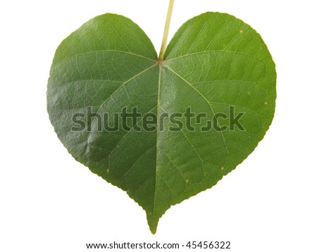 Plant+with+heart+shaped+leaf