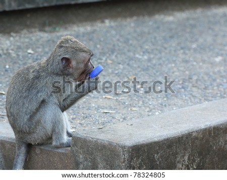 A Long-tailed Macaque (Macaca fascicularis) playing with a bottle cap, showing how humans have affected them.