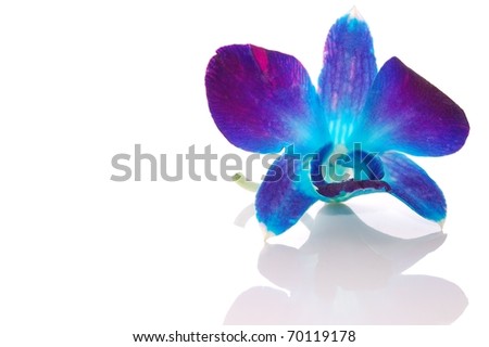 stock photo A Beautiful Single Blue Orchid Flower on White with Reflection
