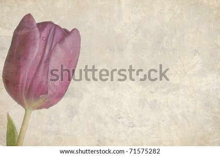 A Beautifully Textured Card with a Single Purple Tulip with Room for Text