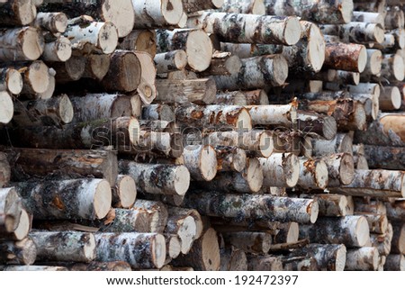 Birch trunks for export