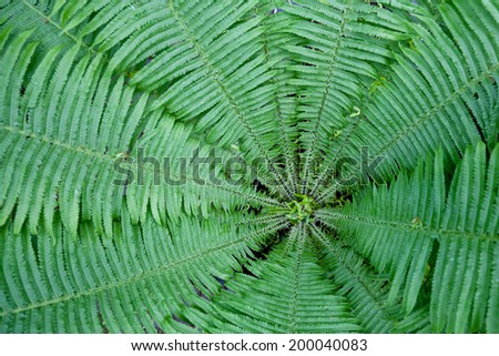 Fern leaf rosette Matteuccia struthiopteris (ostrich fern or shuttlecock fern)