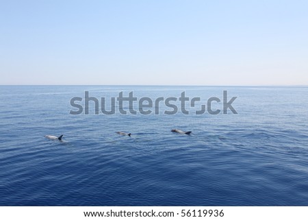 Some dolphins swim in the sea