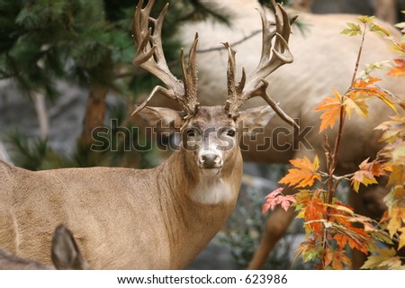 Deer Looking