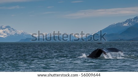 pano of two whales with mountains in background