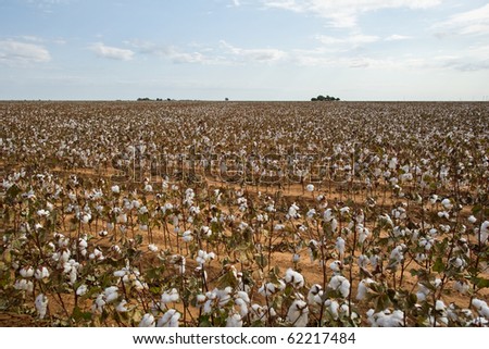 Cotton farm