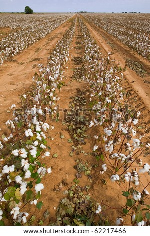 Cotton Farm at harvest time