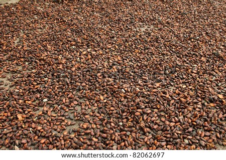 Cocoa seeds