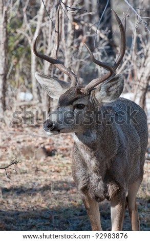 mule deer buck portrait