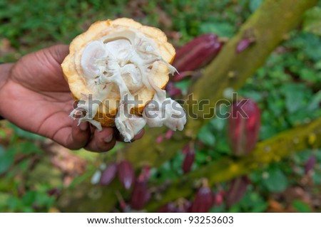 Fresh cocoa pod cut exposing cocoa seeds, with a cocoa plant in background.