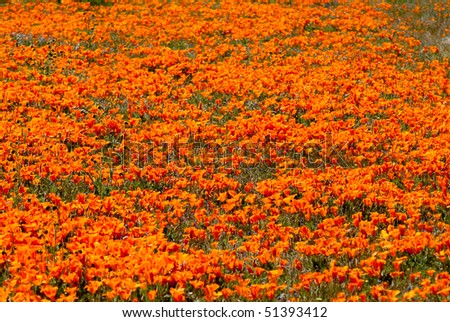 California+poppy+field