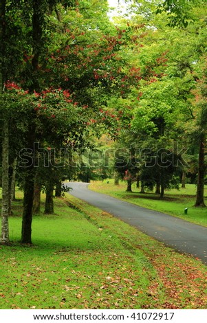A romantic road through a forest