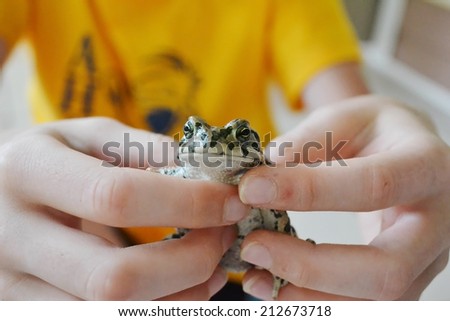 Green toad in hands. Lives in the Anapa region of Krasnodar Krai