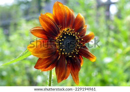 beautiful red sunflower