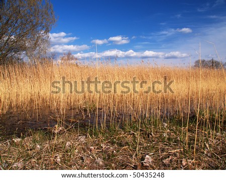 Gold color meadow with dark blue sky and white nice clouds.