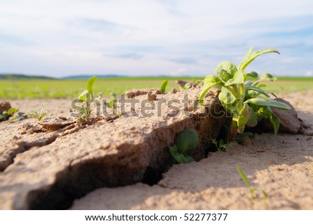 Dry land with fresh green plant grow through crack. Power of life.