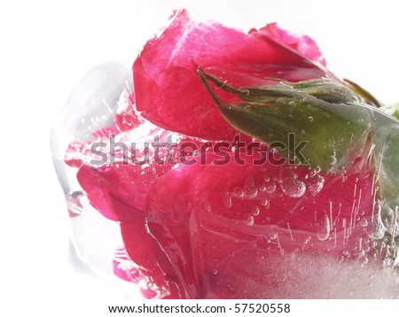 Rose In Ice