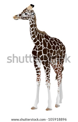 Giraffe Illustration - 105918896 : Shutterstock