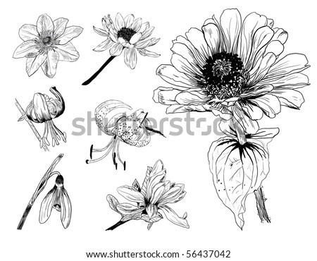 stock vector collection of flower sketches