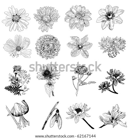stock vector collection of 16 flower sketches