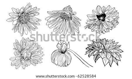 floral sketches