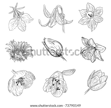 stock vector flower sketch collection