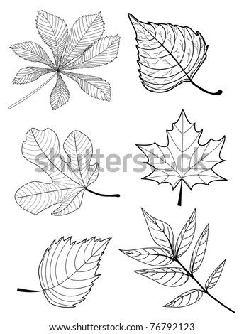 Leaves Sketch