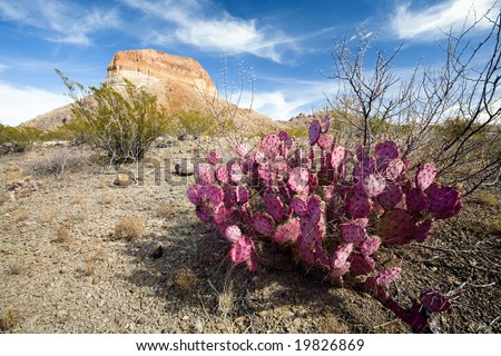 A pink cactus in front of a rock formation in the desert of Big Bend National Park, Texas.